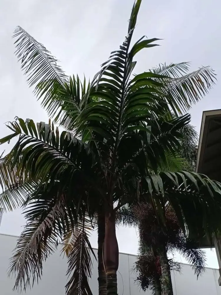 David Parker Pinanga insignis