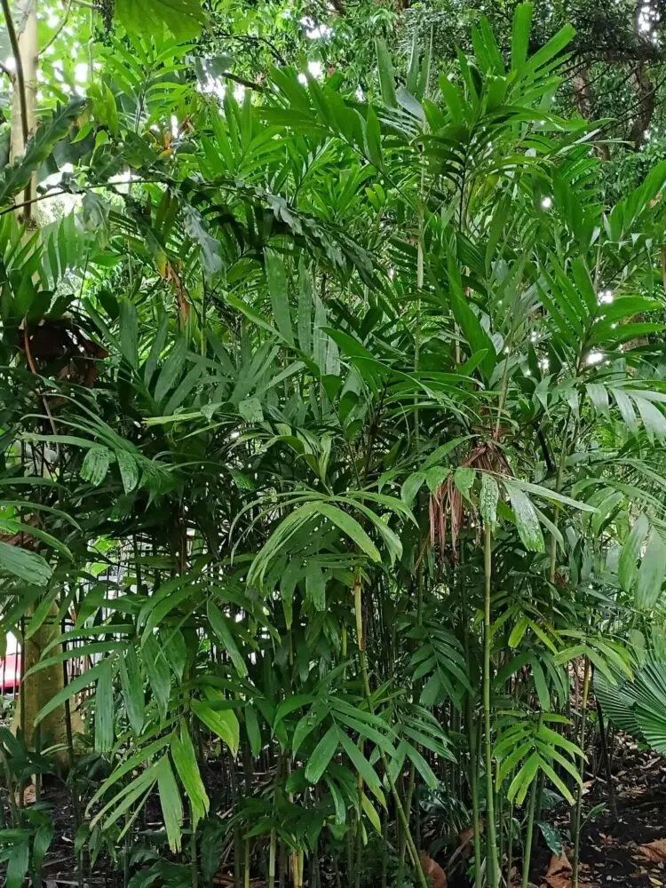 David Parker Pinanga riparia 2