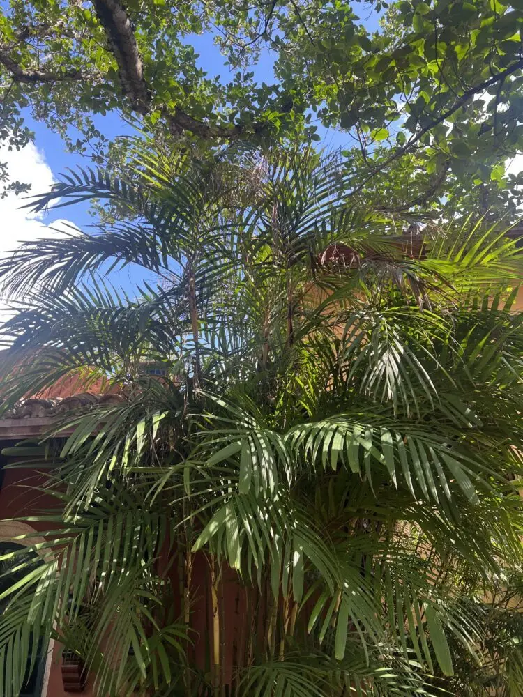 Matthew Pearson Pinanga sylvestris