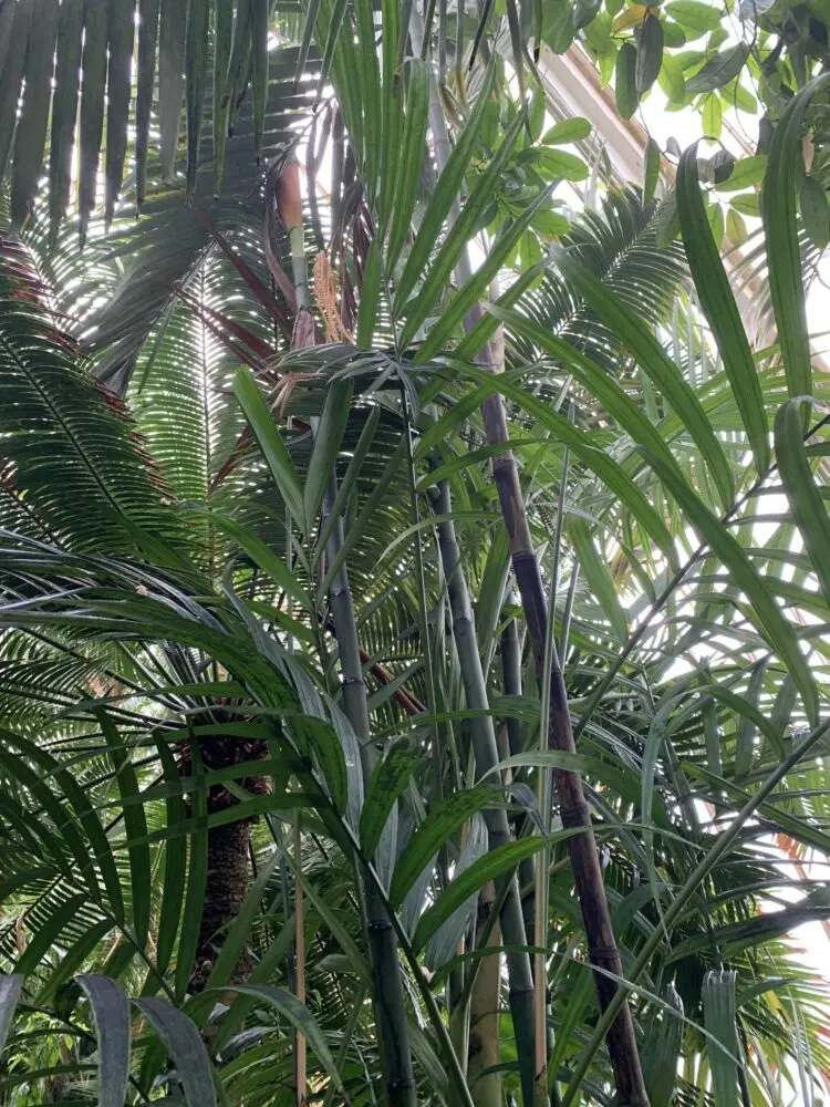 Kew Gardens Pinanga sylvestris