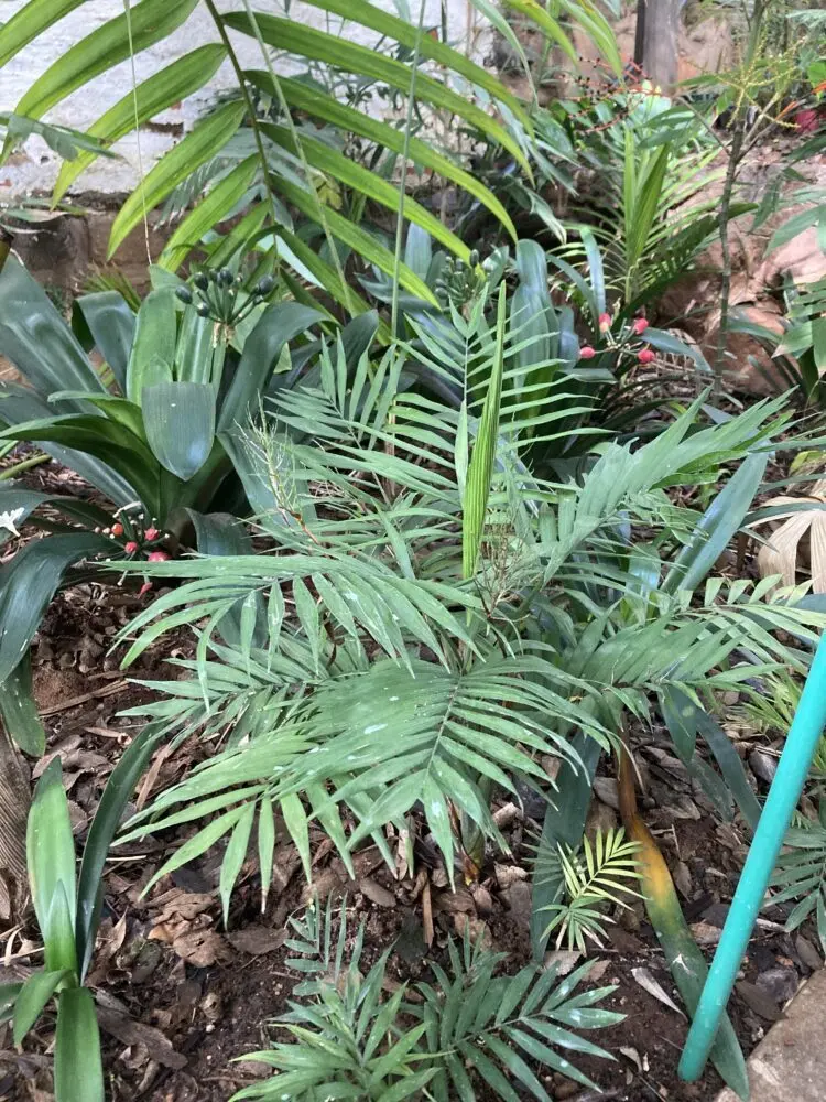 Marius Jansen Chamaedorea elegans