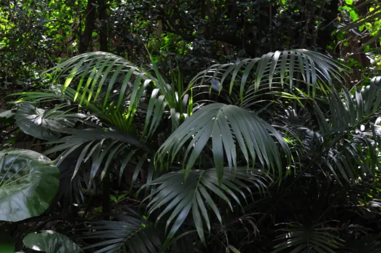 Alex Garcia Cat Palm