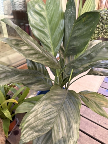 One Genus, Many Forms: Exploring the Extraordinary Diversity of Chamaedorea