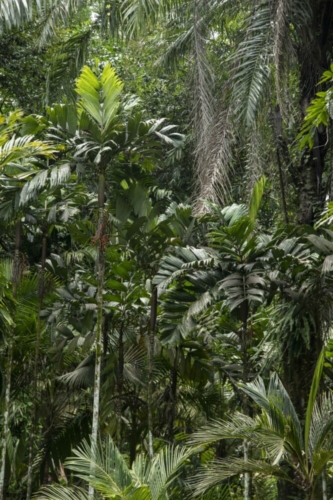 One Genus, Many Forms: Exploring the Extraordinary Diversity of Pinanga