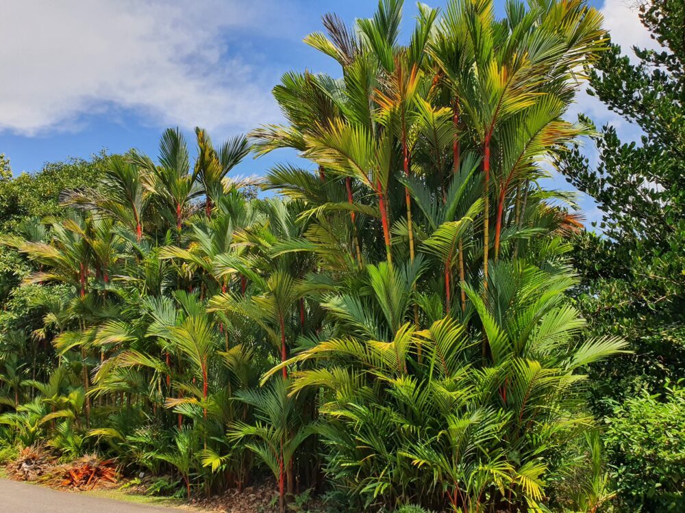 Palms