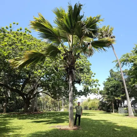 Wanderlust Nursery Coco de Mer 3