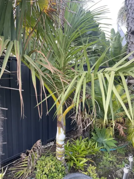 Tim Brisbane Chrysalidocarpus decipiens