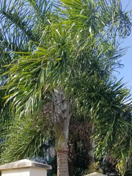 David Parker Chrysalidocarpus madagascariensis 2