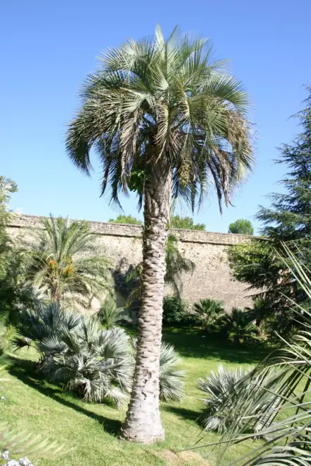 Pierre Olivier Albano Butia yatay 2