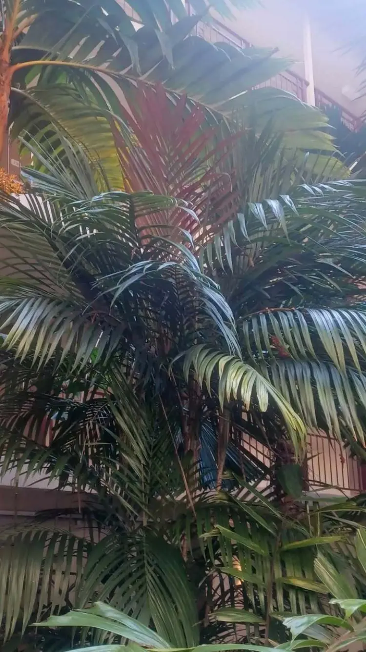 Calyptocalyx forbesii