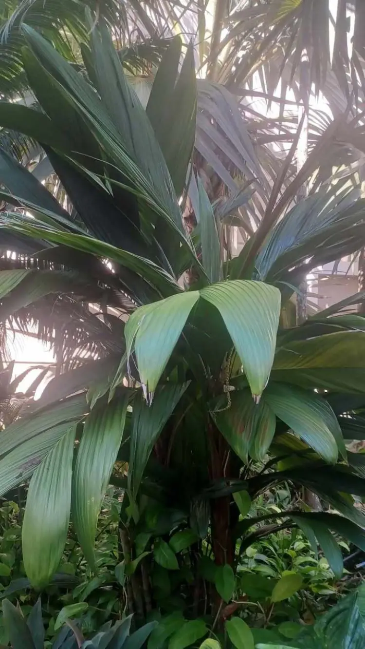 Calyptocalyx hollrungii David Parker
