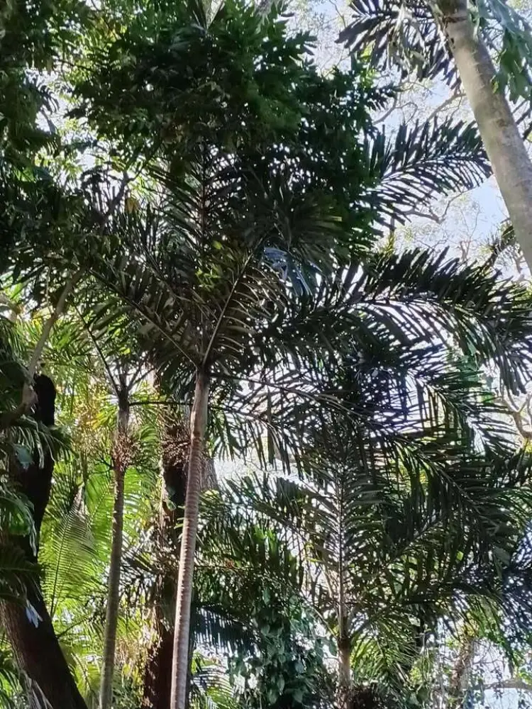 David Parker Normanbya normanbyi 1