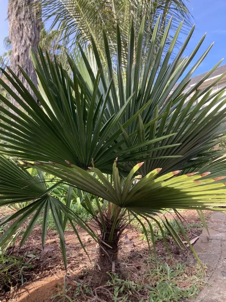 Marius Jansen Trithrinax brasiliensis var acanthocoma 3