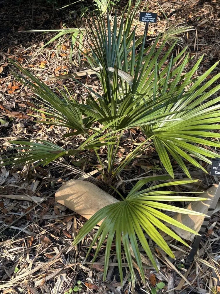 Harry Leu Gardenes Trithrinax var acanthoma