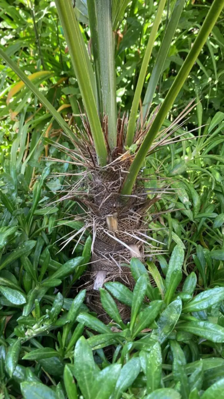 Marius Jansen Trithrinax brasiliensis var acanthocoma 2