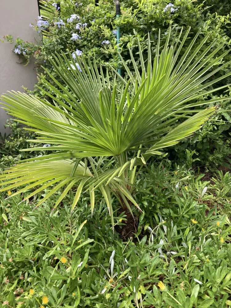 Marius Jansen Trithrinax brasiliensis var acanthocoma 1