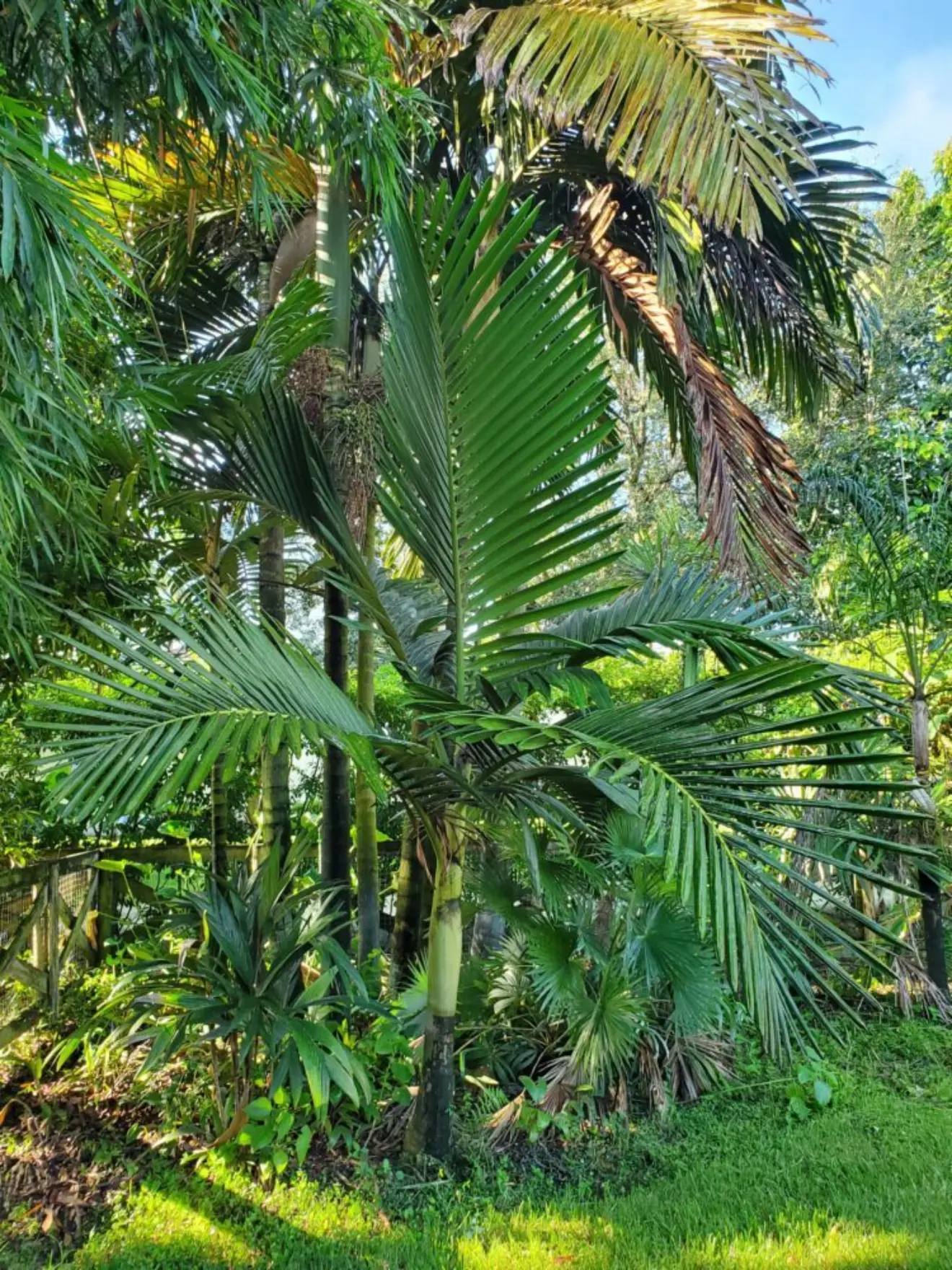 Chambeyronia houailouensis
