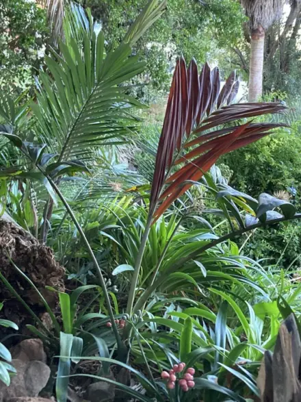 Flamethrower palm