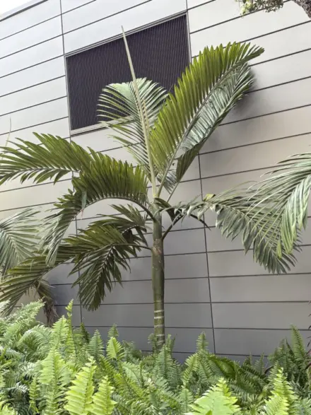Sarasota Chambeyronia macrocarpa