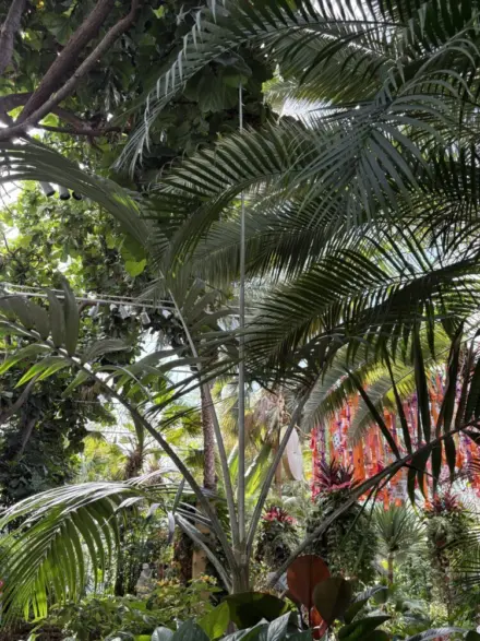 Phipps Conservatory Chambeyronia oliviformis
