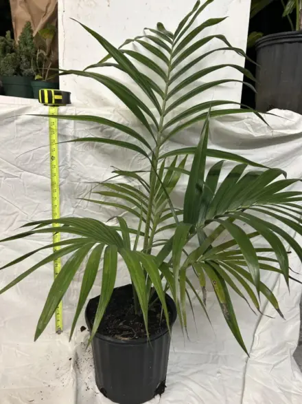Kentiopsis oliviformis