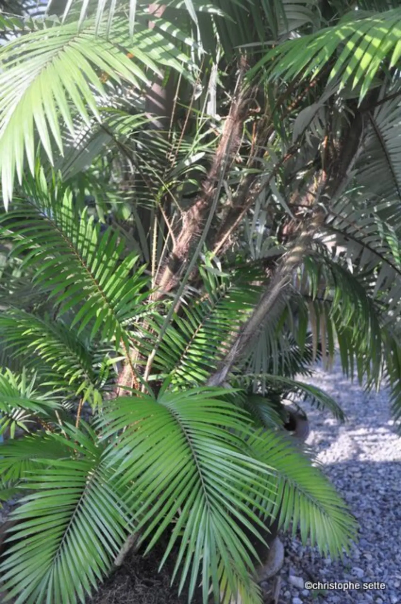 Christophe Sette Calamus discolor
