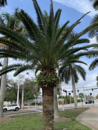 Phoenix canariensis Fort Myers