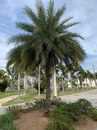 Phoenix sylvestris Fort Myers