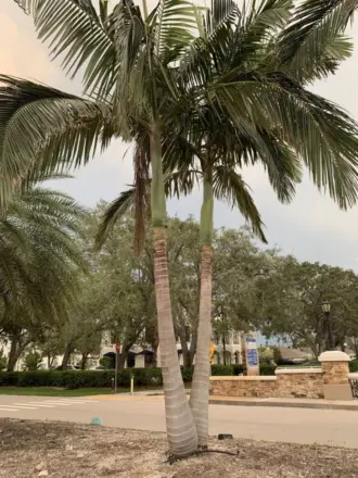 Naples Archontphoenix alexandree