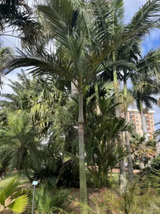 Archontophoenix purpurea 2