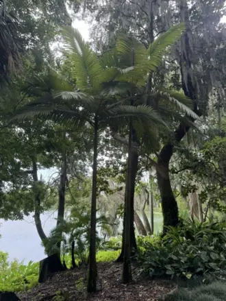 Archontophoenix maxima