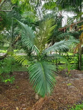 Archontophoenix myolensis