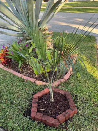 PSEUDOPHOENIX LEDINIANA