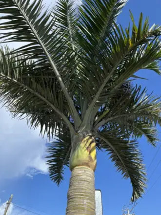 Pseudophoenix sargentii Miguel