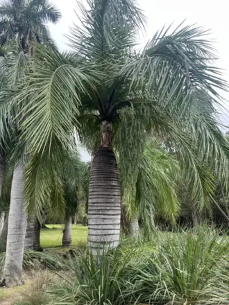 Pseudophoenix vinifera