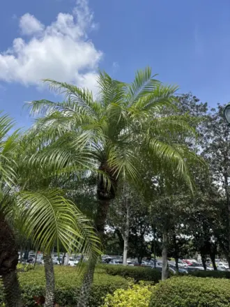 Phoenix roebelinii Robyn