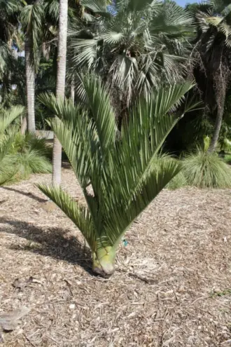 Pierre Olivier Albano Pseudophoenix ekmanii