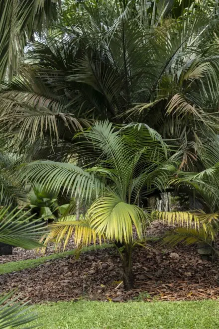 Zaki Jamil Acanthophoenix crinita