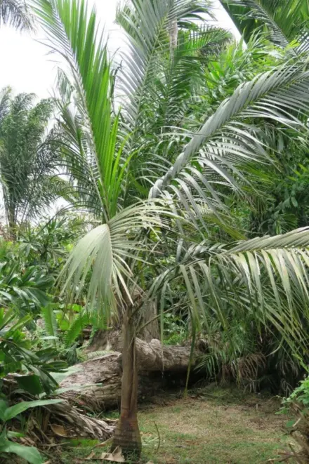 Pierre Olivier Albano Acanthophoenix rousellii