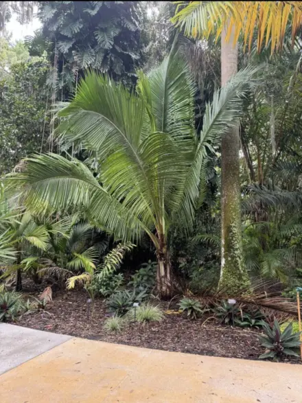 Beccariophoenix fenestrailis