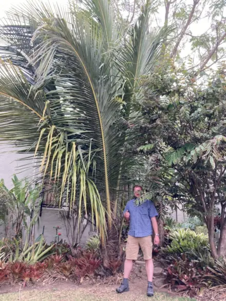 Beccariophoenix madagascariensis