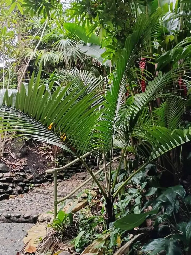 David Parker Cyphophoenix alba