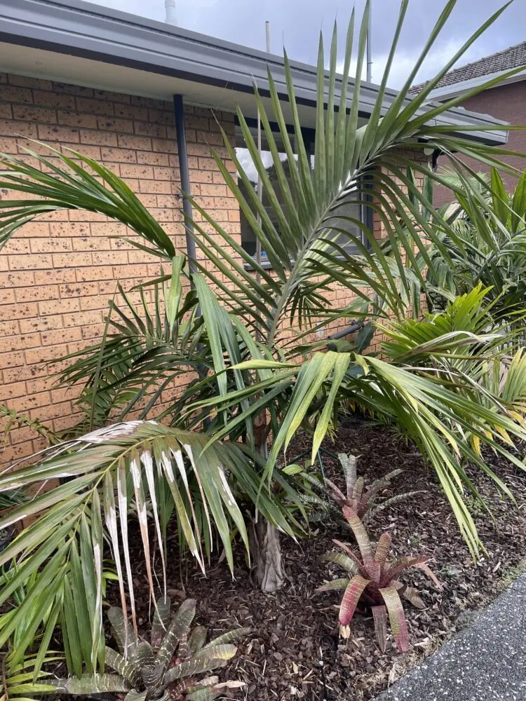 Cyphophoenix elegans Tim Brisbane