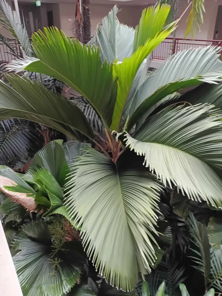 David Parker Thief Palm