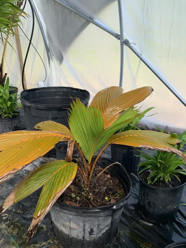 Phoenicophorium borsigianum