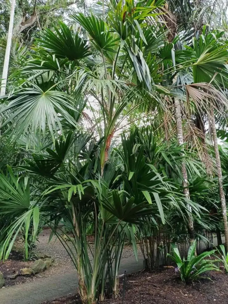 David Parker Chuniophoenix hainanensis