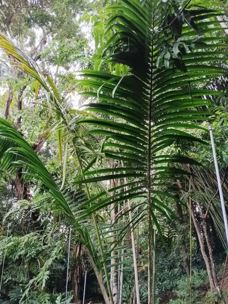 David Parker Lemurophoenix lemureii