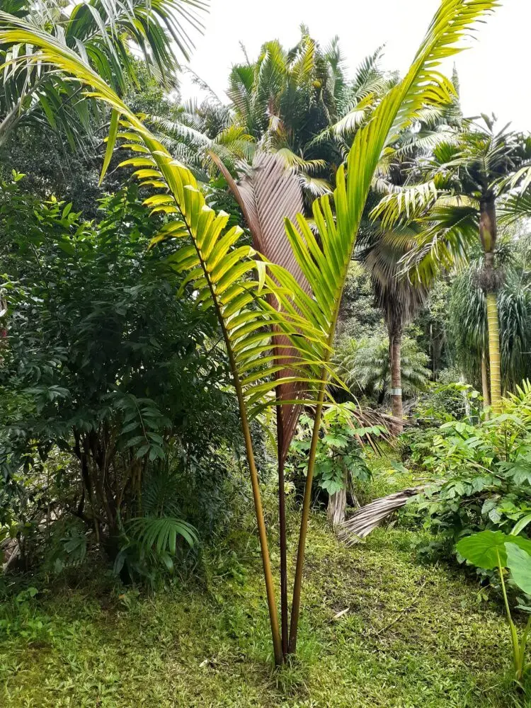 Bill Change Lemurophoenix haissani