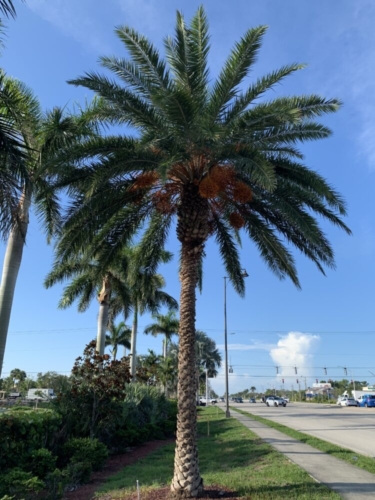 Why Phoenix Appears Again and Again in Palm Genera