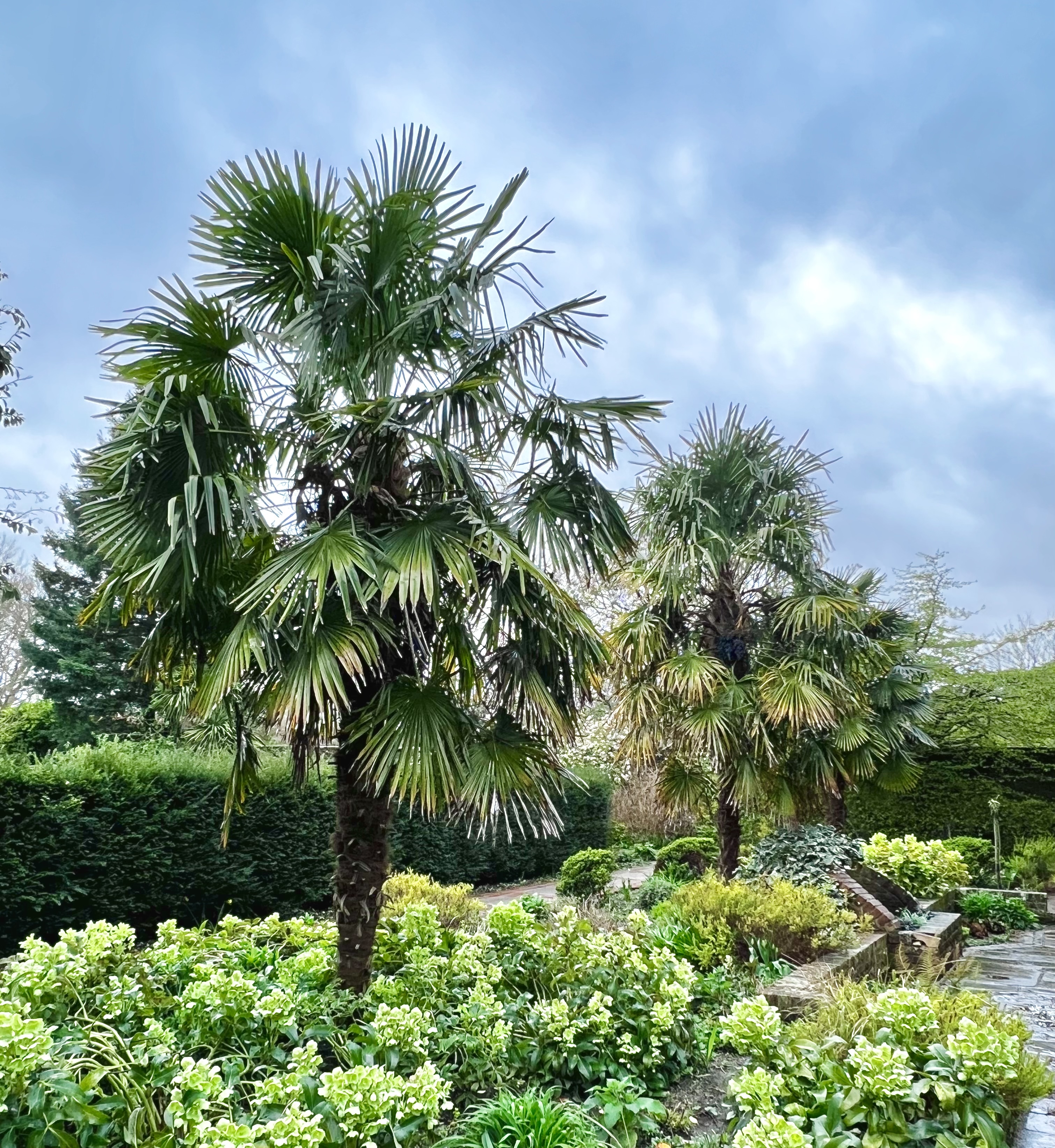 Trachycarpus fortunei